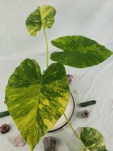 Load image into Gallery viewer, Alocasia Gageana Aurea, Exact Plant Variegated