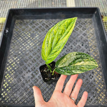Load image into Gallery viewer, Monstera Peru "Karstenianum", Exact Plant Variegated Ships Nationwide