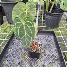 Load image into Gallery viewer, Anthurium Besseae Aff x Red Crystallinum, Exact Plant