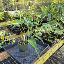 Load image into Gallery viewer, Monstera Burle Marx Flame, Exact Plant Ships Nationwide
