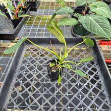 Load image into Gallery viewer, Philodendron Spiritus Sancti, Exact Plant Ships Nationwide