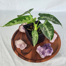 Load image into Gallery viewer, Homalomena Schismatoglottis Neoguineensis 4" pot, Fedex 2day*