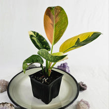 Load image into Gallery viewer, Philodendron Green Congo Nuclear, Exact Plant Variegated