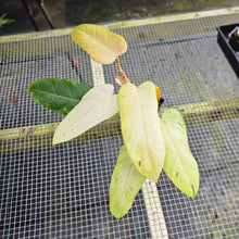 Load image into Gallery viewer, Philodendron Whipple Way, Exact Plant Variegated Ships Nationwide