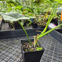 Load image into Gallery viewer, Philodendron Bipennifolium Splash Gordon Variegated Ships Nationwide