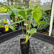 Load image into Gallery viewer, Anthurium Macrolobium, Exact Plant Ships Nationwide