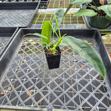 Load image into Gallery viewer, Philodendron Patriciae, Exact Plant Ships Nationwide
