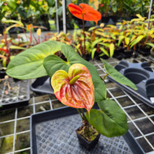 Load image into Gallery viewer, Anthurium Shibori Koi "orange speckled", Exact Plant Ships Nationwide