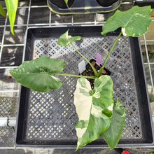 Load image into Gallery viewer, Alocasia Odora, Okinawa Silver, Exact Plant Variegated Ships Nationwide