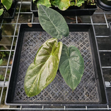 Load image into Gallery viewer, Alocasia Wentii, Exact Plant Variegated Ships Nationwide