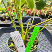 Load image into Gallery viewer, Anthurium Andraeanum Starlight Splash, Exact Plant, Speckled Ships Nationwide