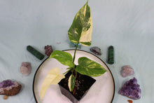 Load image into Gallery viewer, Variegated Philodendron Bipennifolium exact plant, ships nationwide