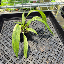 Load image into Gallery viewer, Anthurium Vittarifolium Variegated exact plant, Fedex 2day*