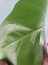Load image into Gallery viewer, Monstera Sierrana Hawaii Clone, Exact Plant