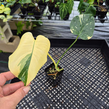Load image into Gallery viewer, Monstera Deliciosa Creme Brulee variegated exact plant, Fedex 2day*