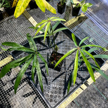 Load image into Gallery viewer, Anthurium Polydactylum, Exact Plant Ships Nationwide