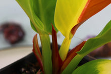Load image into Gallery viewer, Variegated Philodendron Red Moon 'Half moon' Exact Plant