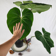 Load image into Gallery viewer, Philodendron Gloriosum, Pink Veined Back 6" pot, Fedex 2day