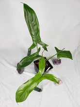 Load image into Gallery viewer, Philodendron 69686 Bette Waterbury 4" pot, Fedex 2 day*