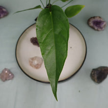 Load image into Gallery viewer, Anthurium Spectabile Wide Form Shipped Nationwide