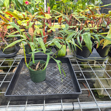 Load image into Gallery viewer, Philodendron Polypodioides, Exact Plant Ships Nationwide