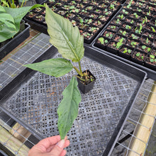 Load image into Gallery viewer, Philodendron Pluto Caramel Marble, Exact Plant Ships Nationwide