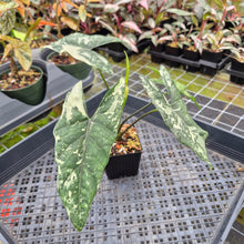Load image into Gallery viewer, Alocasia Simpo Albo variegated 3.5" pot, Fedex 2day*