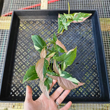 Load image into Gallery viewer, Syngonium Red Spot Tricolor, Exact Plant Variegated Ships Nationwide