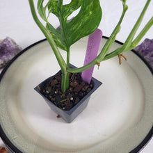 Load image into Gallery viewer, Monstera Adansonii Mint "Indonesia", Exact Plant Variegated Ships Nationwide