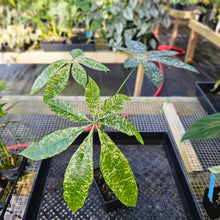 Load image into Gallery viewer, Pachira Aquatica Money Tree, Exact Plant Variegated 4" grafted Ships Nationwide