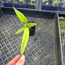 Load image into Gallery viewer, Anthurium Vittarifolium , Exact Plant Variegated Ships Nationwide