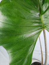 Load image into Gallery viewer, Stingray, Large, Exact Plant, Alocasia