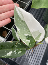 Load image into Gallery viewer, Philodendron White Princess Variegated exact plant, Fedex 2day*