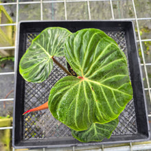 Load image into Gallery viewer, Philodendron Verrucosum Amazon Sunset, Exact Plant