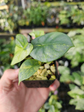 Load image into Gallery viewer, Alocasia Silver Dragon Aurea variegated 2.5" pot, Fedex 2day*