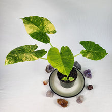 Load image into Gallery viewer, Alocasia Gageana Aurea, Exact Plant Variegated