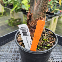Load image into Gallery viewer, Alocasia Longiloba, Denudata exact plant, Fedex 2day*