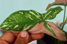 Load image into Gallery viewer, Varigated Syngonium Red Spot Tricolor Exact Plant