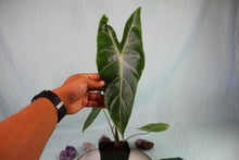 Load image into Gallery viewer, Alocasia Lowii Exact Plant