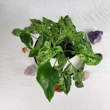 Load image into Gallery viewer, Syngonium Mojito, Exact Plant Variegated multi pot of 5
