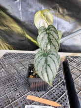 Load image into Gallery viewer, Philodendron Brandtianum, Exact Plant Ships Nationwide