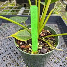 Load image into Gallery viewer, Anthurium Shibori, Exact Plant Variegated