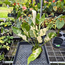 Load image into Gallery viewer, spathiphyllum galaxy, Exact Plant Variegated Ships Nationwide