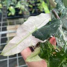 Load image into Gallery viewer, Alocasia Psuedosanderiana pink Variegated 2.5" pot, Fedex 2day*
