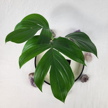 Load image into Gallery viewer, Rhaphidophora Decursiva 4" pot, Fedex 2day*