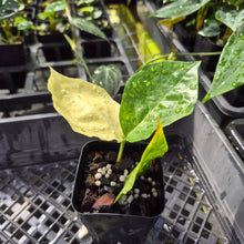 Load image into Gallery viewer, Zamioculcas Zamiifolia Wild Form ZZ, Exact Plant Variegated Ships Nationwide