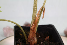 Load image into Gallery viewer, Alocasia Lowii Exact Plant