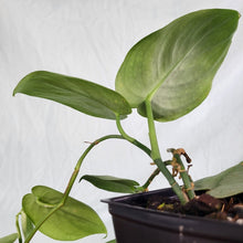 Load image into Gallery viewer, Scindapsus Silver Hero, Exact Plant