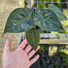 Load image into Gallery viewer, Alocasia Wentii Pink Splash Variegated 4" pot, Fedex 2day*