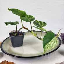 Load image into Gallery viewer, Philodendron Hederaceum, Heart Leaf, Exact Plant Variegated